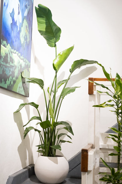 Strelitzia Nicolai - Image 18