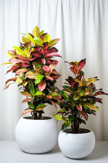 Croton Mrs. Iceton