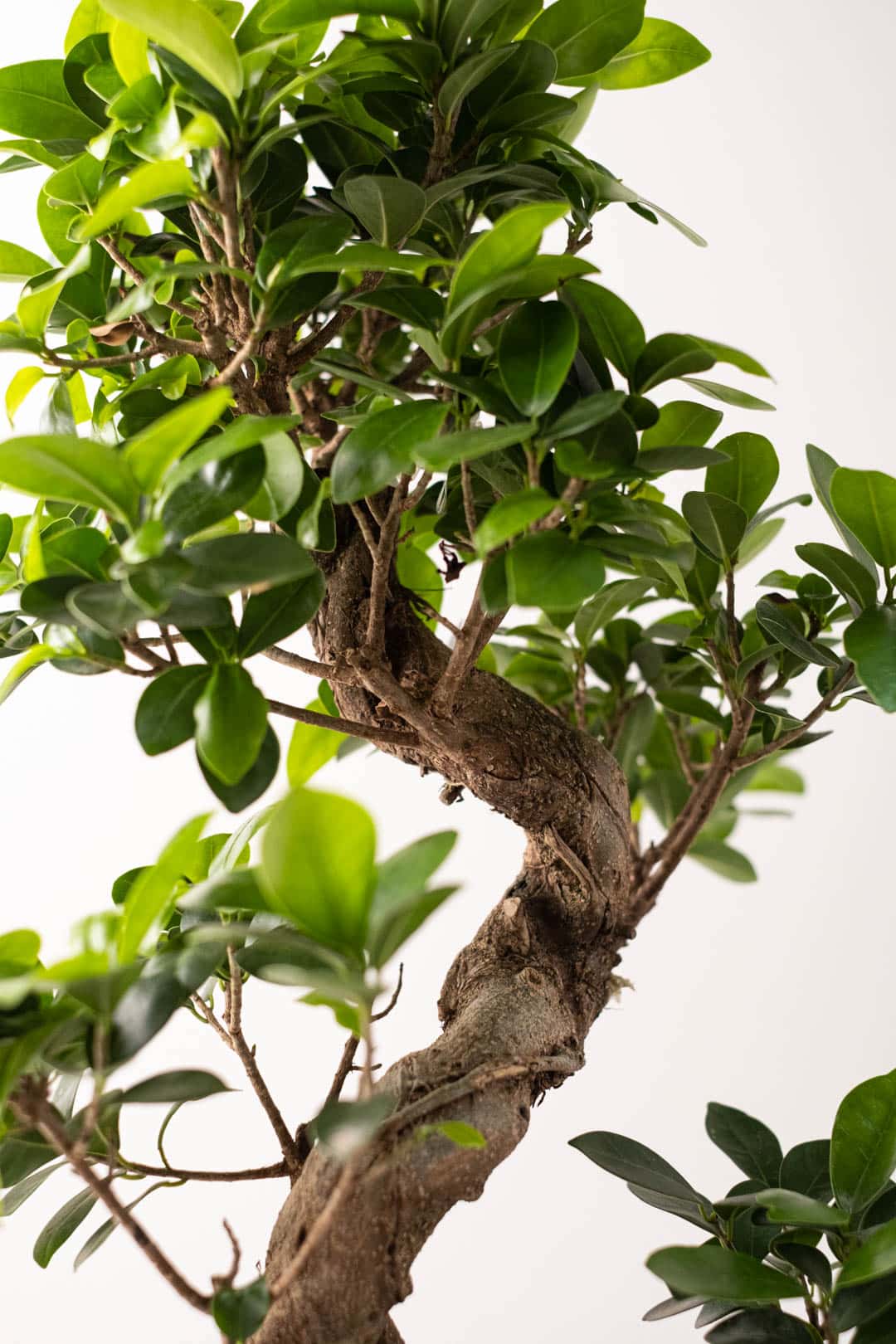Bonsai Ficus Ginseng - Image 3