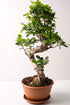 Bonsai Ficus Ginseng - Image 9