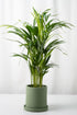 Dypsis - Image 1