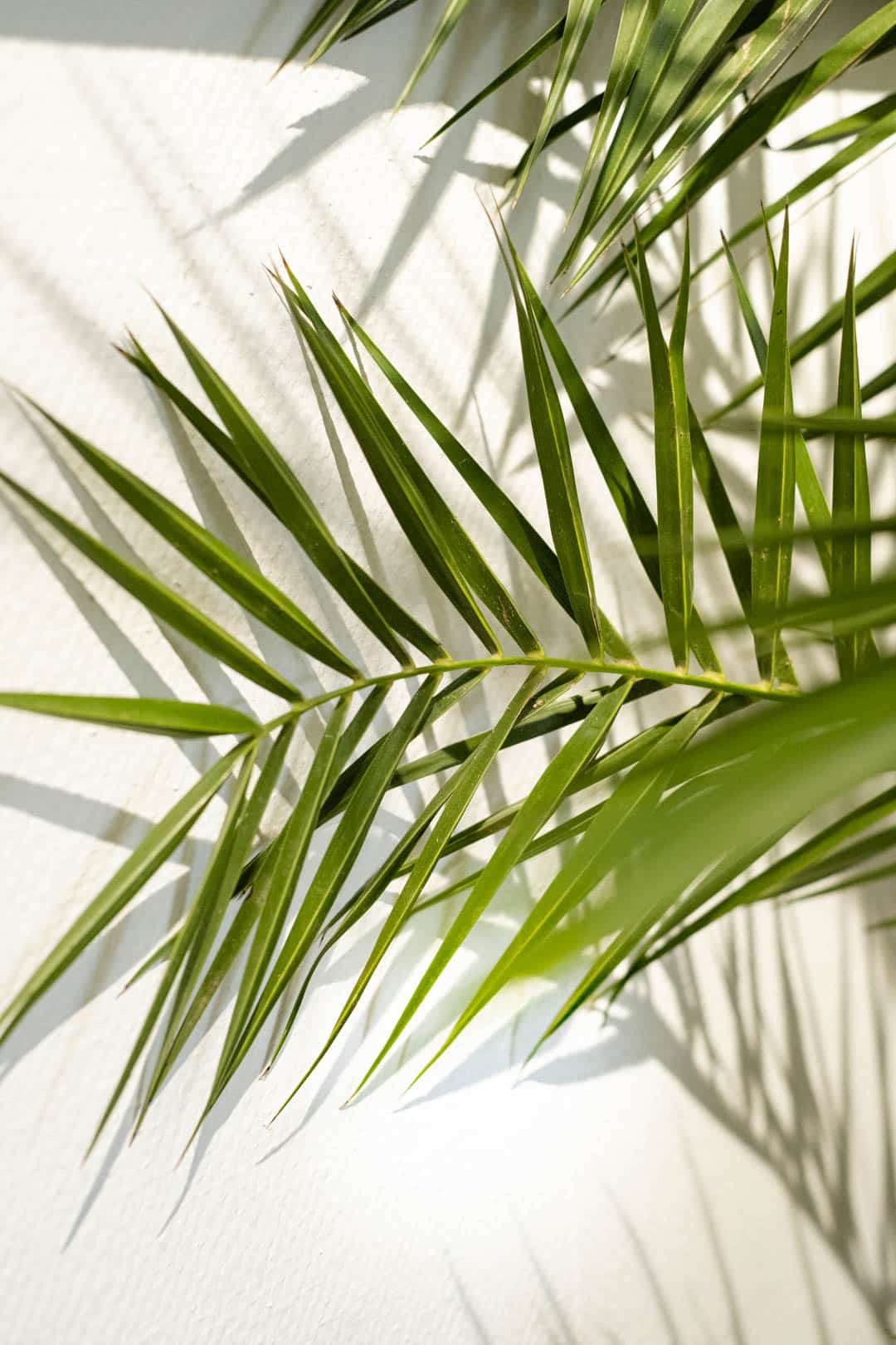 Phoenix Canariensis - Image 4