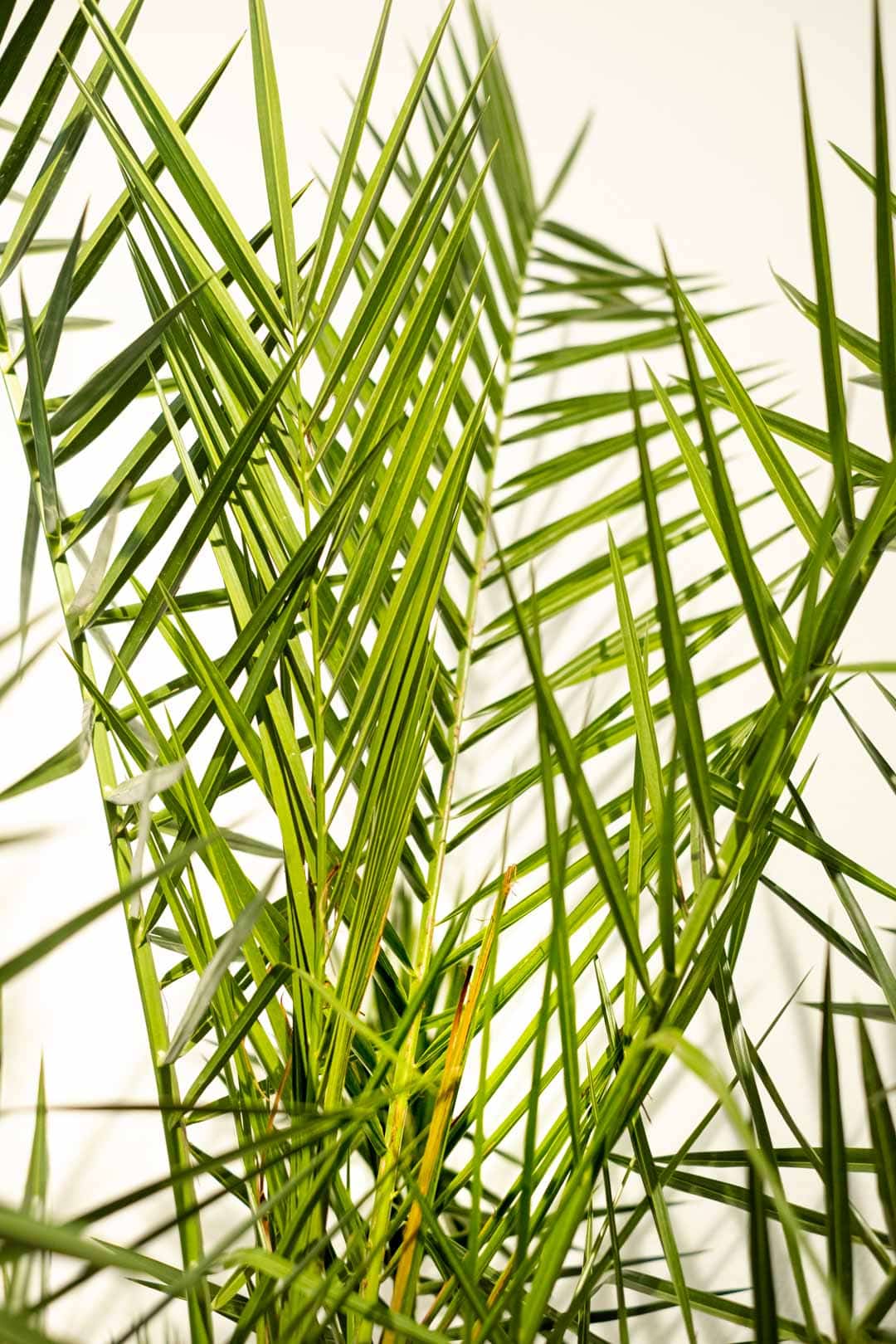 Phoenix Canariensis - Image 7