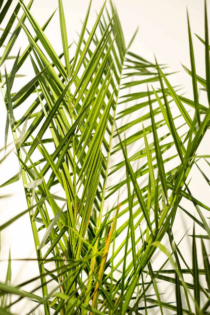 Phoenix Canariensis - Image 7