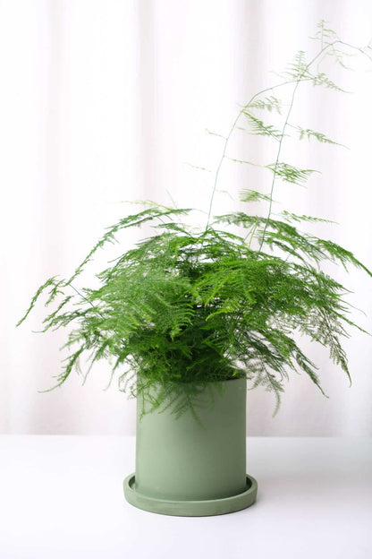 Asparagus Fern - Image 1