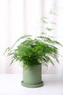 Asparagus Fern - Image 1