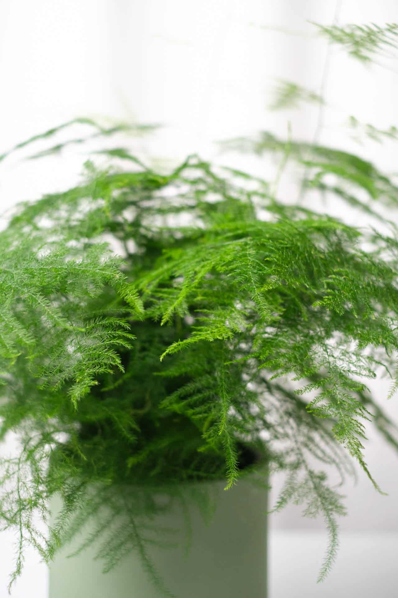 Asparagus Fern - Image 2