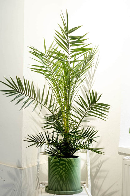 Phoenix Canariensis - Image 9