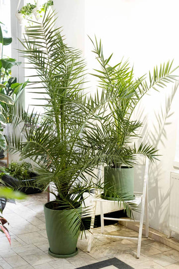 Phoenix Canariensis