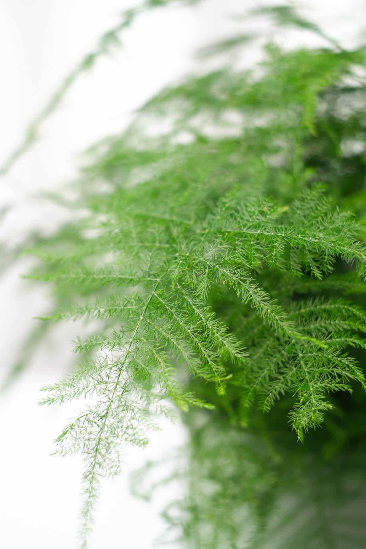 Asparagus Fern - Image 4