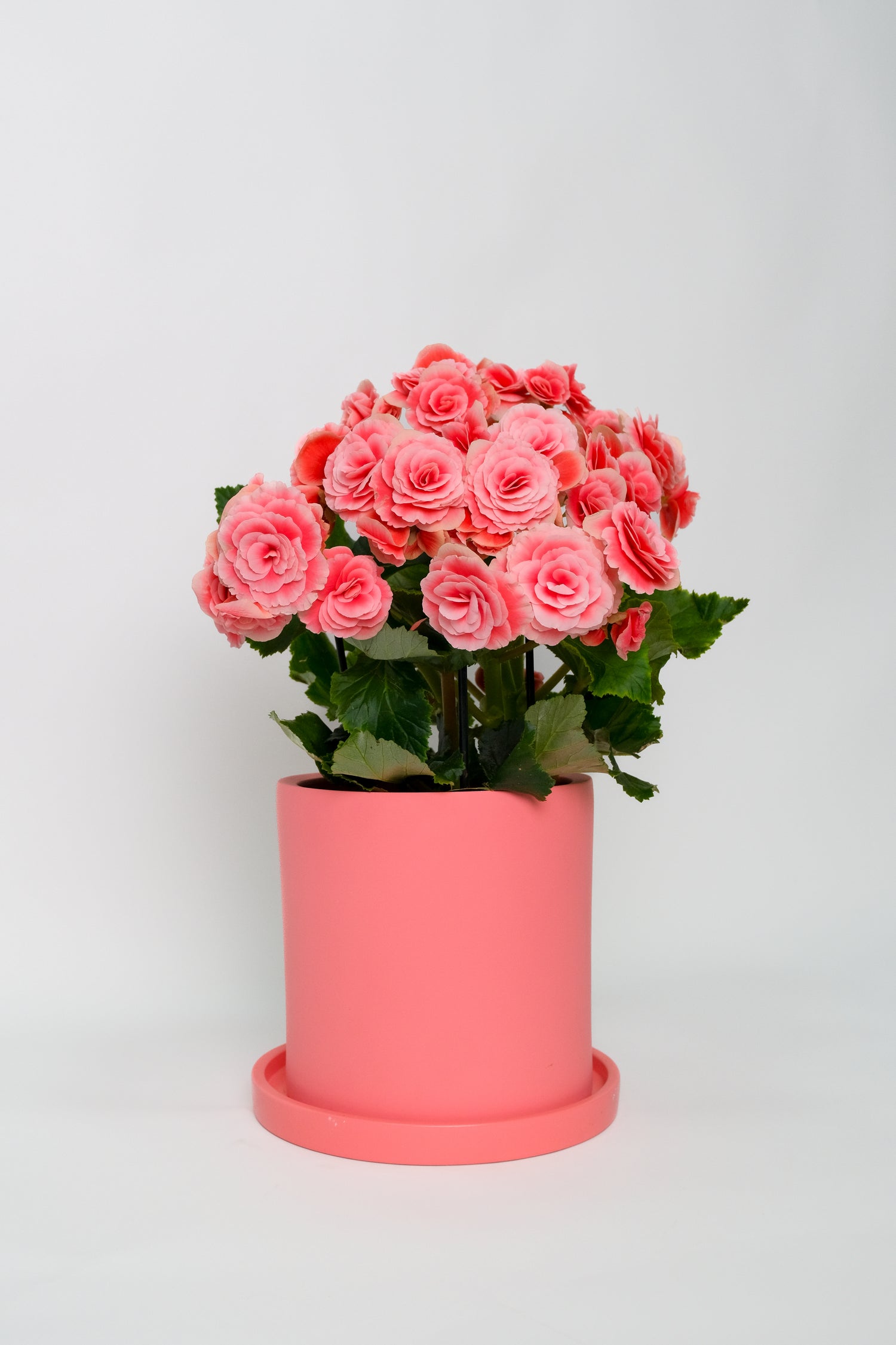Begonia mix