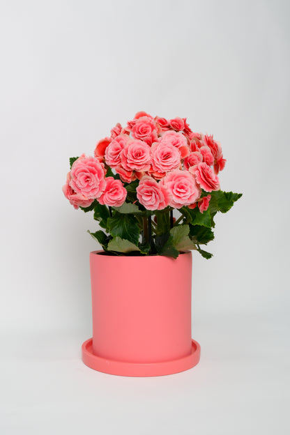 Begonia mix