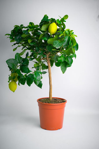 Citrus Lemon on Stem - Image 4