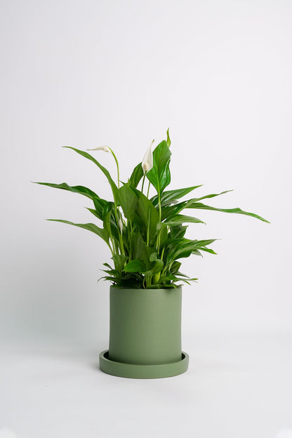 Spathiphyllum - Image 11