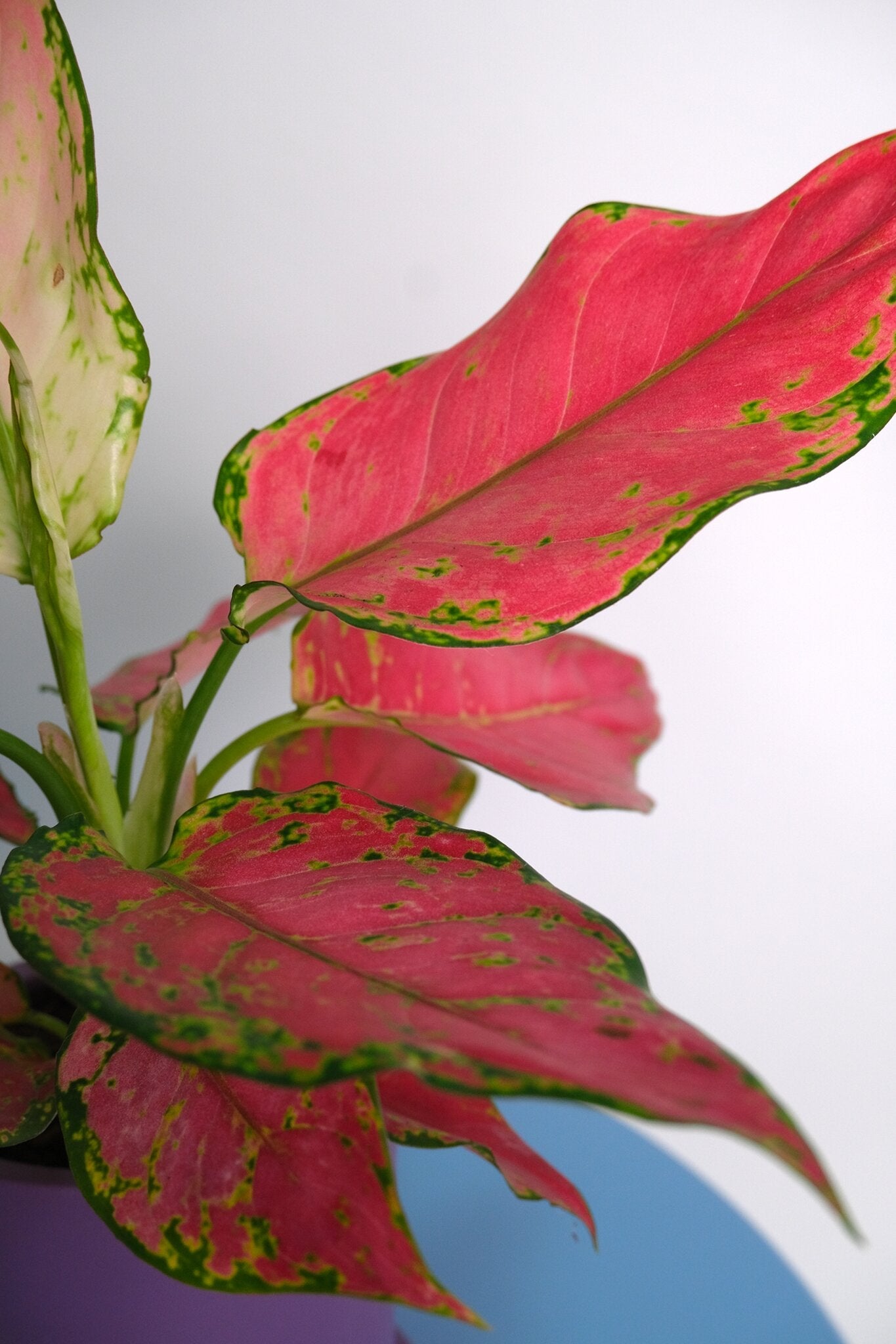 Aglaonema Red Joy