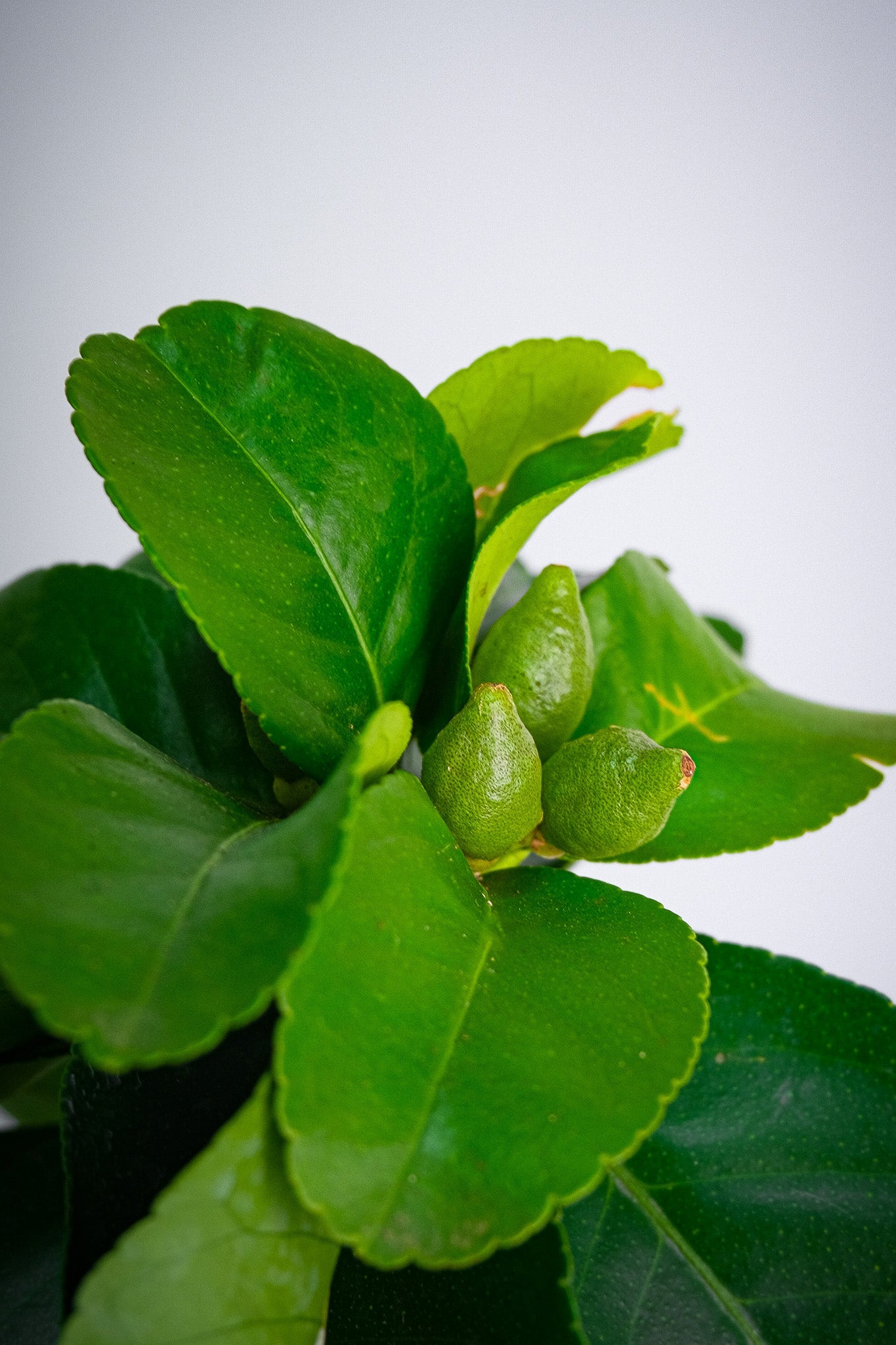 Citrus Lemon on Stem - Image 5