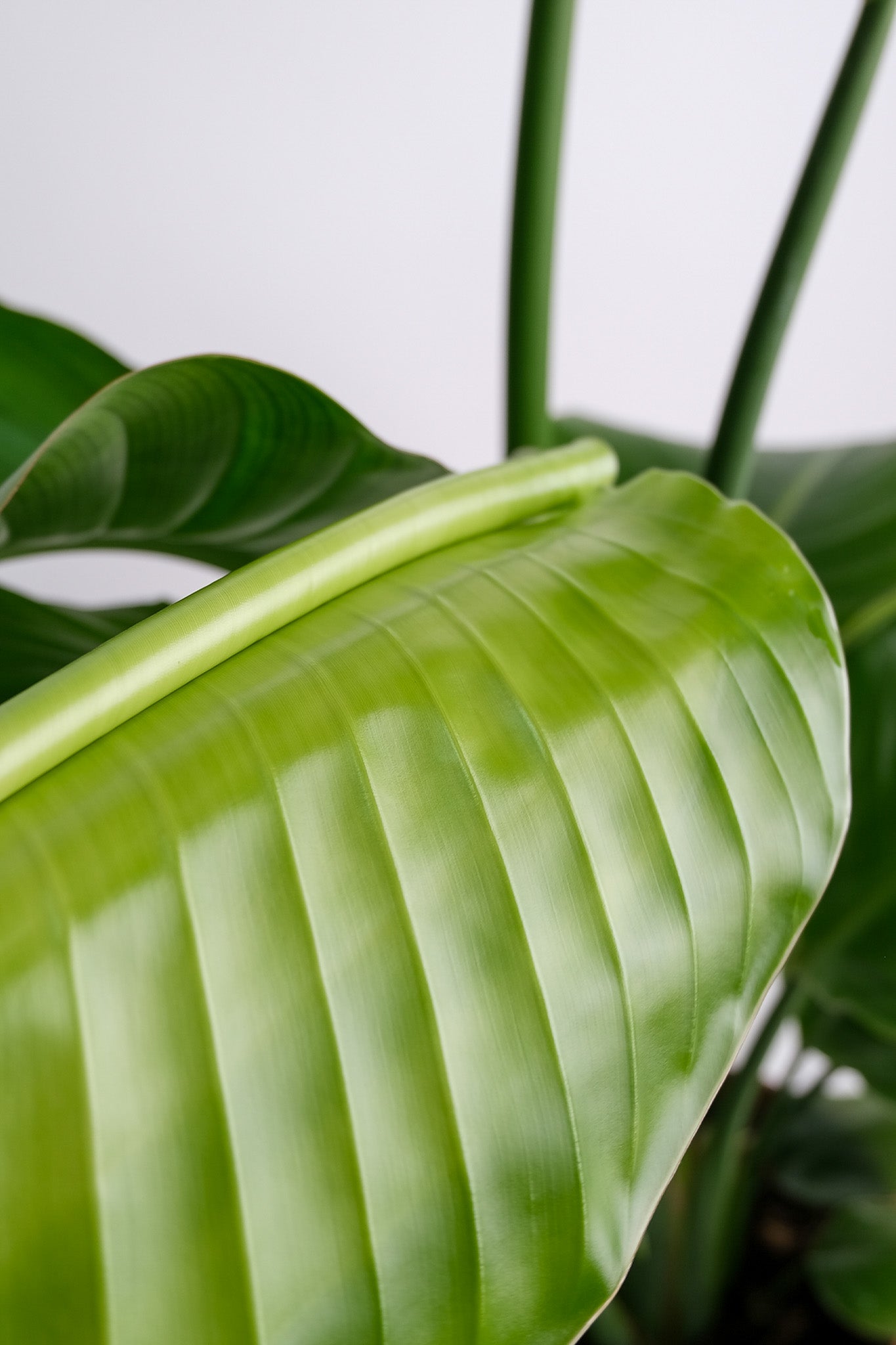 Strelitzia Nicolai - Image 16