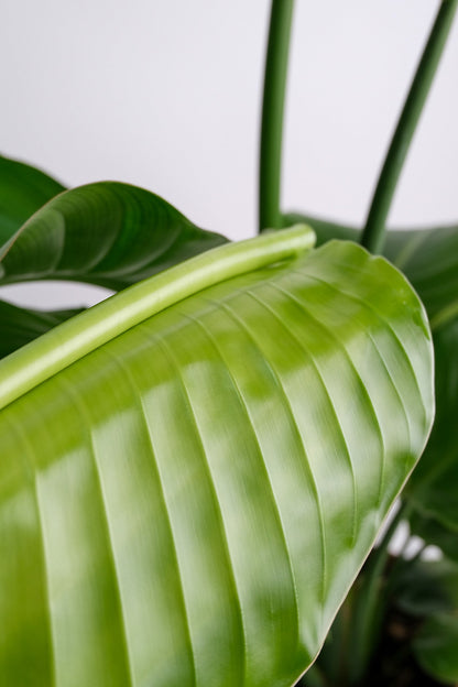 Strelitzia Nicolai - Image 16