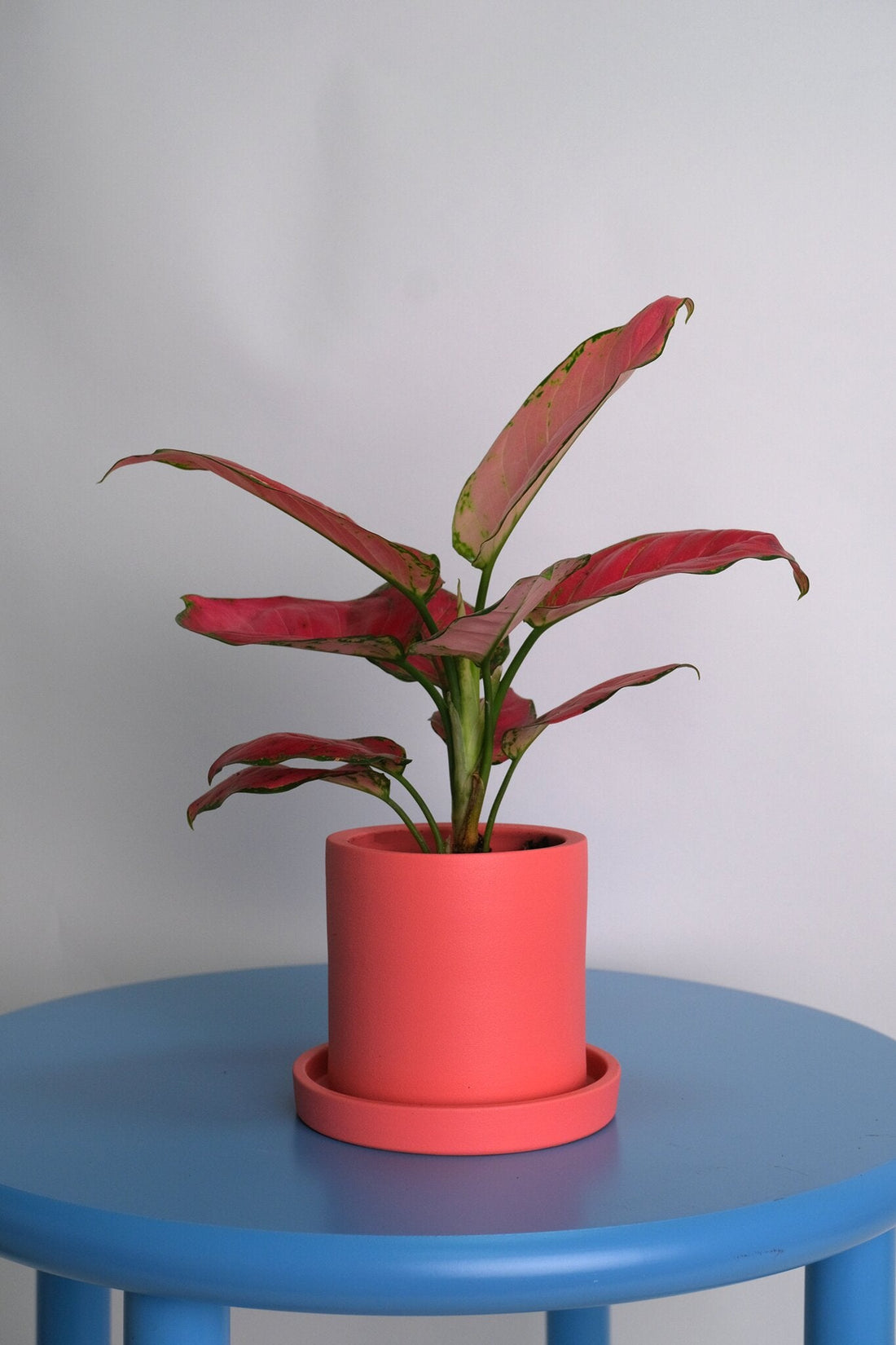 Aglaonema Red Joy