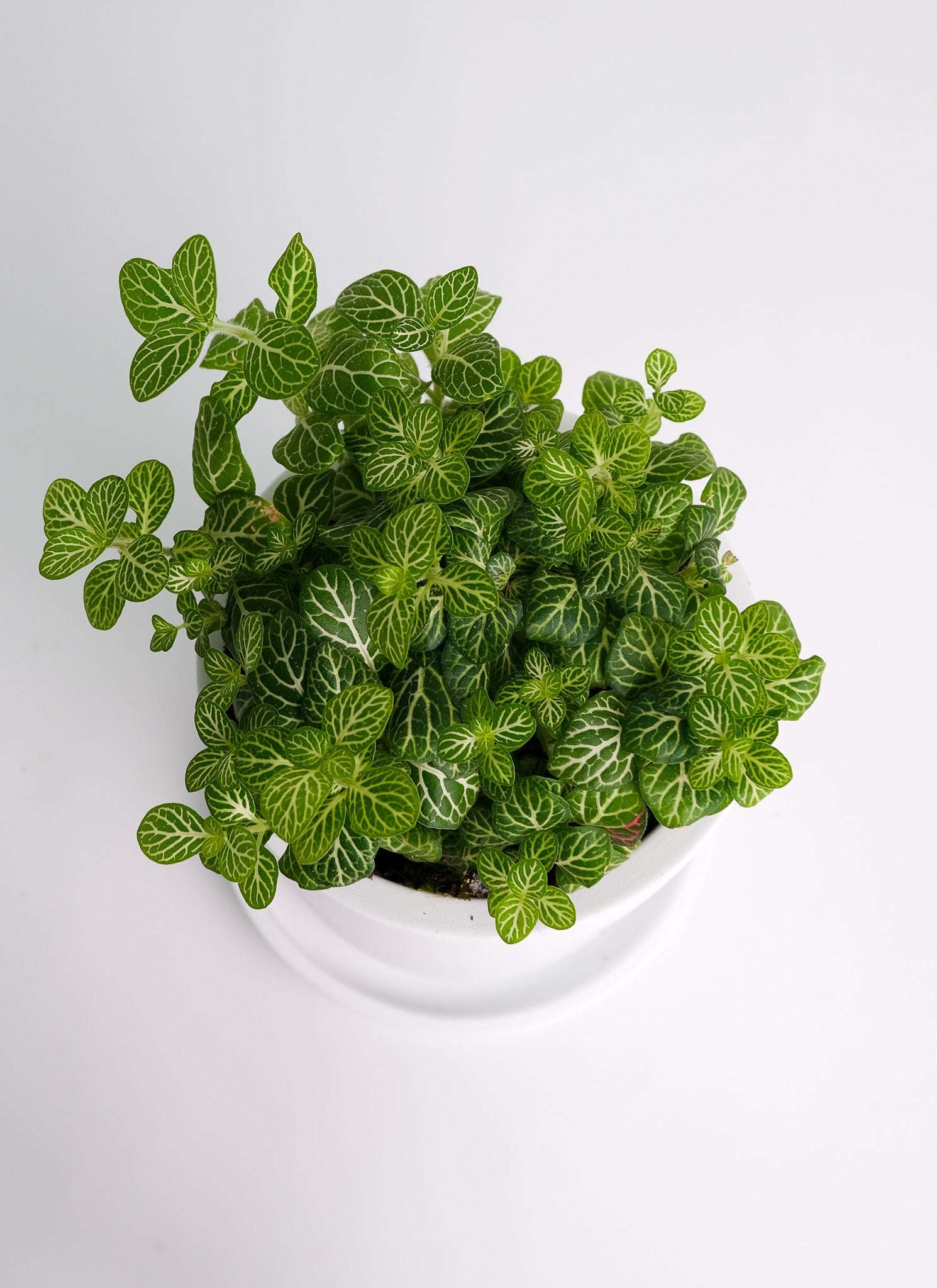 Fittonia mix - Image 13