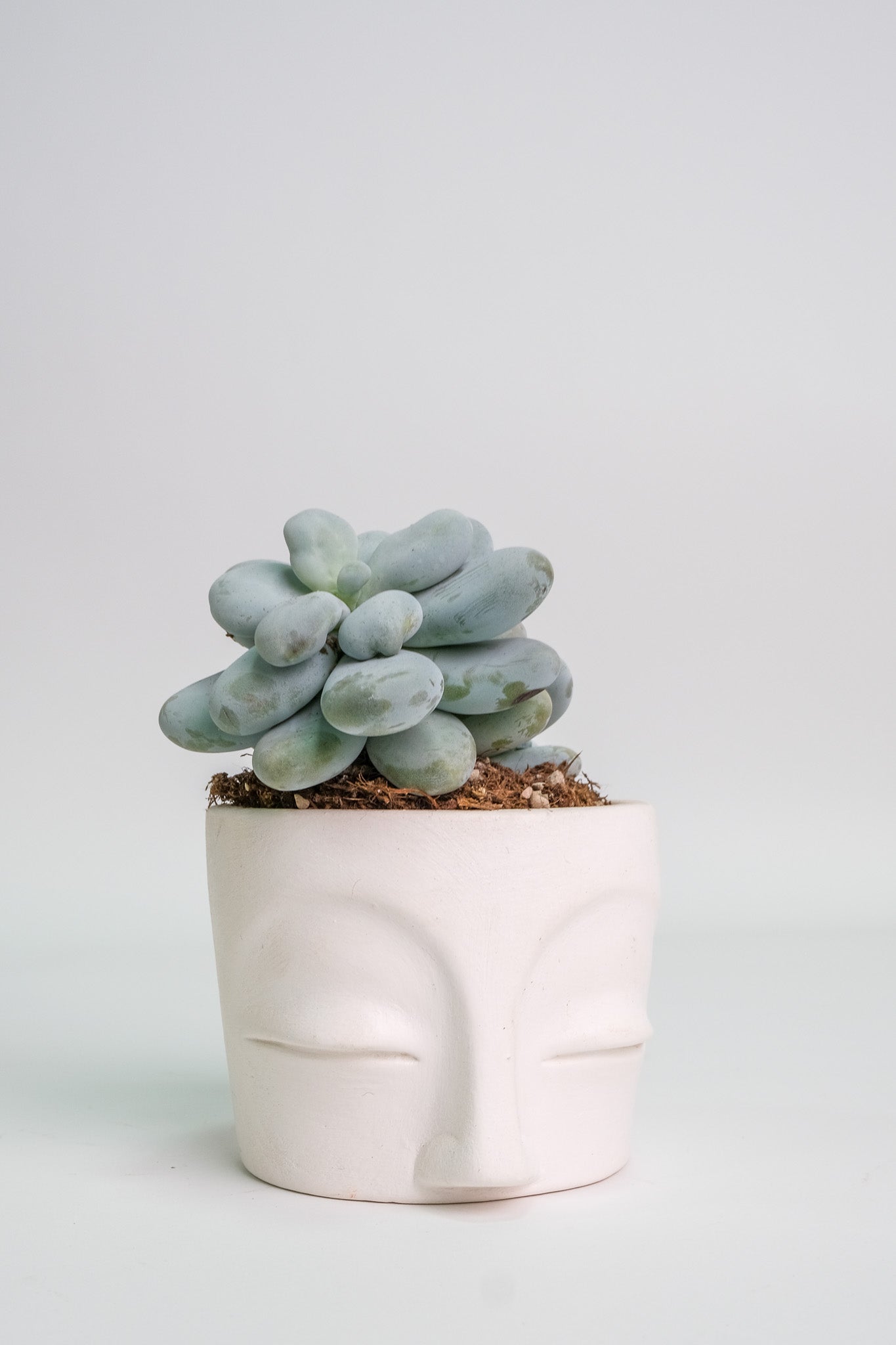 Suculent Mix - Image 12