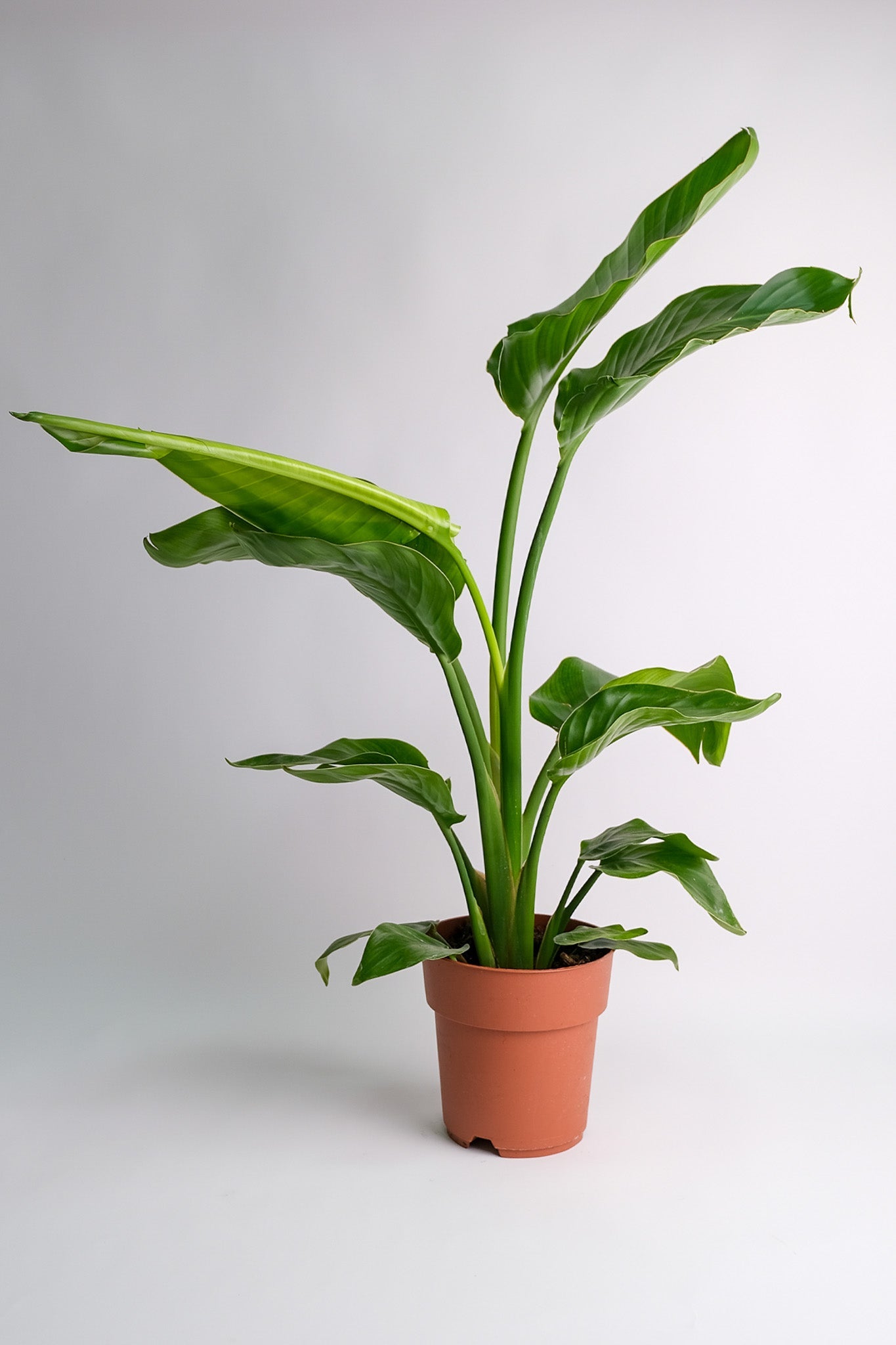 Strelitzia Nicolai - Image 19