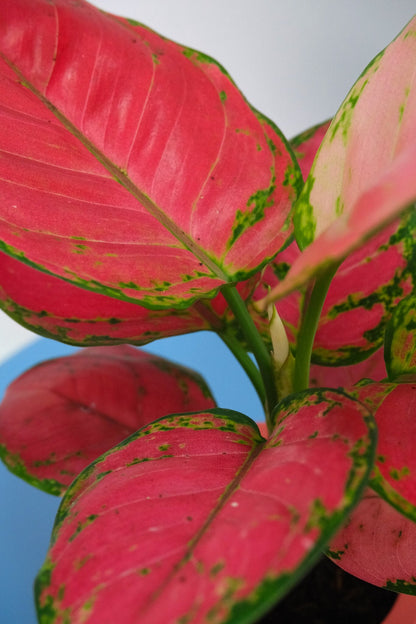 Aglaonema Red Joy