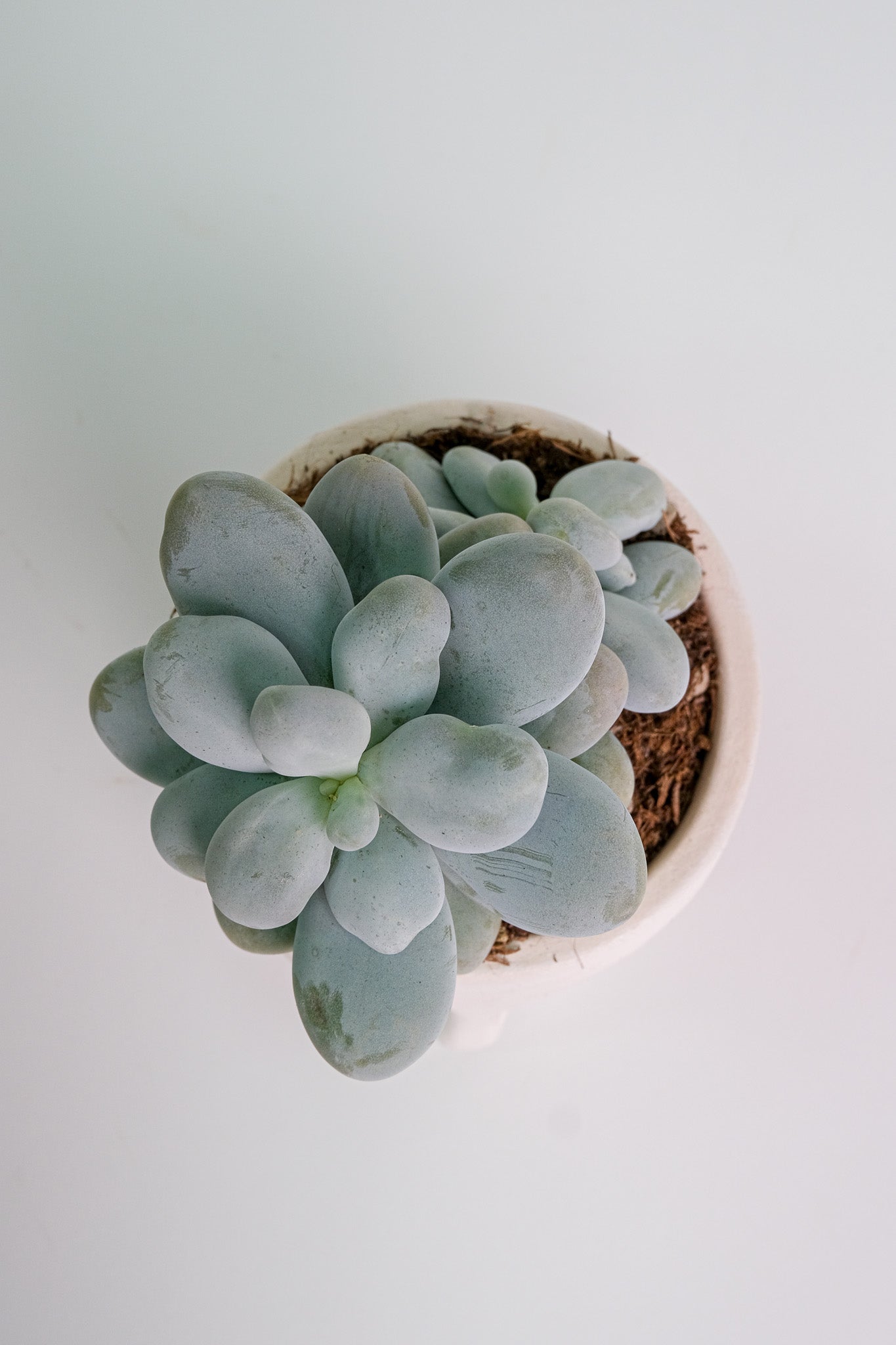 Suculent Mix - Image 13