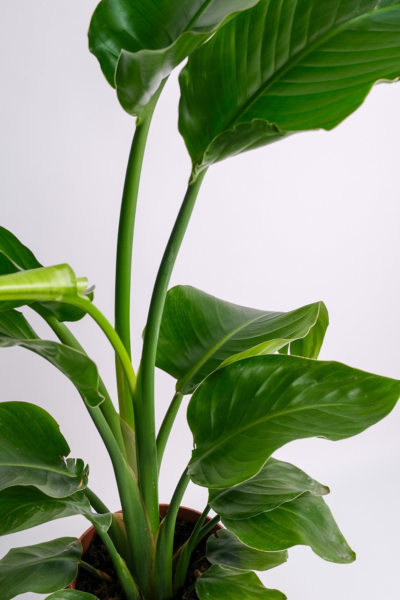 Strelitzia Nicolai - Image 20