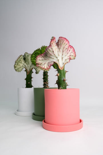 Euphorbia Lactea Cristata