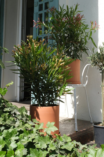 Nerium Oleander