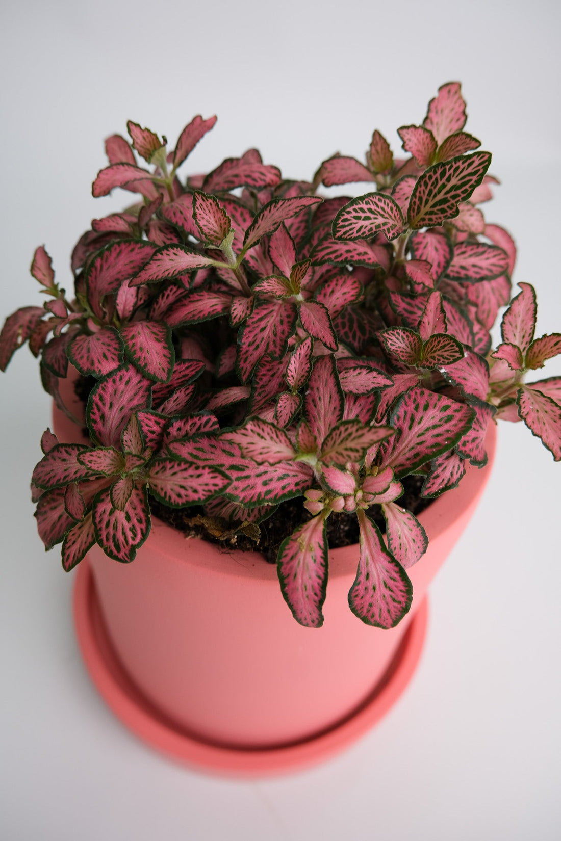 Fittonia mix - Image 16