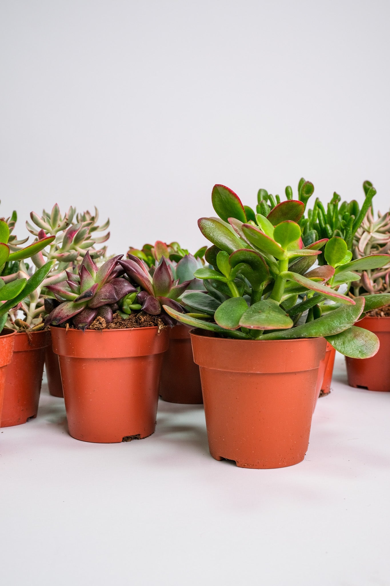 Suculent Mix - Image 15