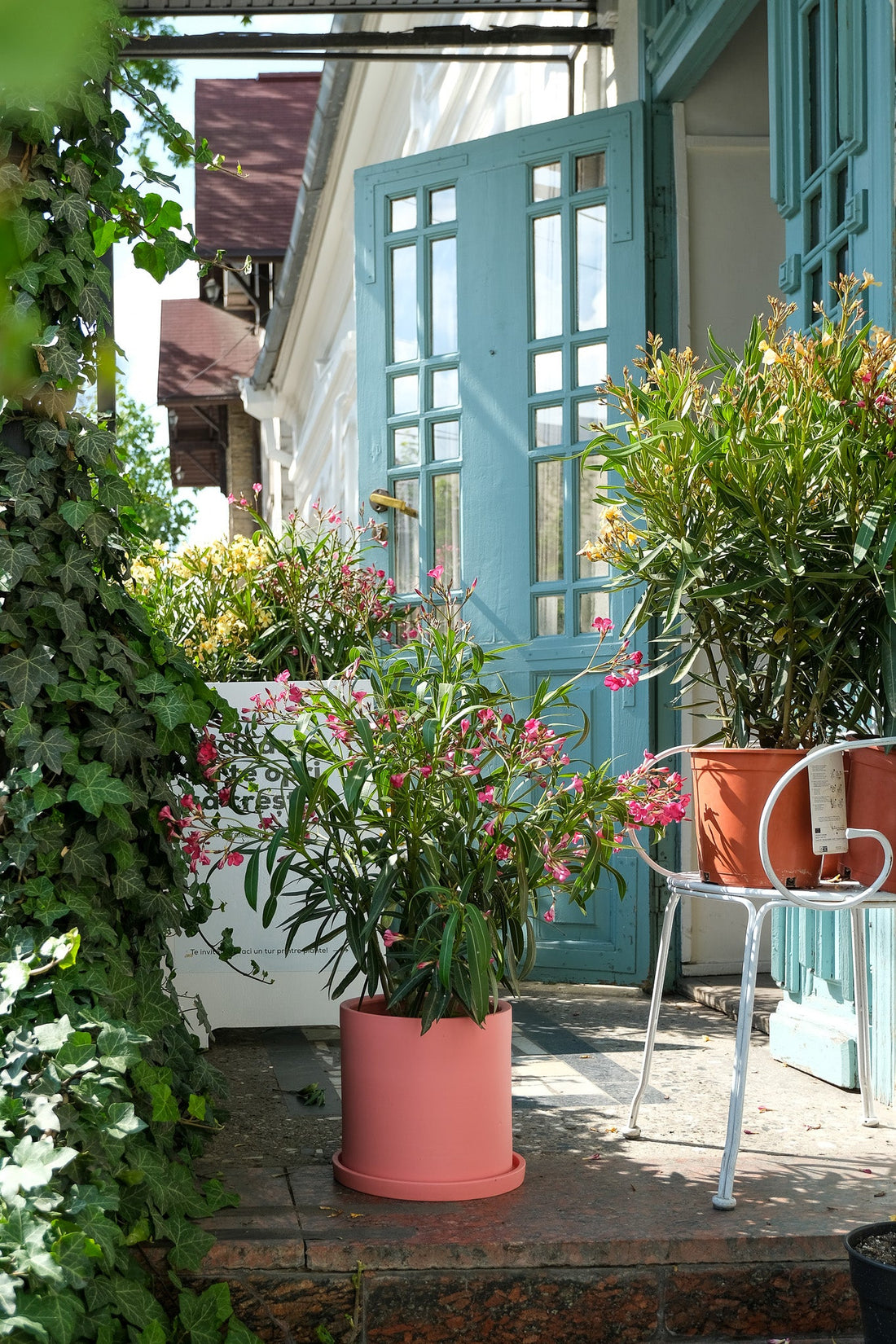 Nerium Oleander - 16_Oleandru mix.jpg