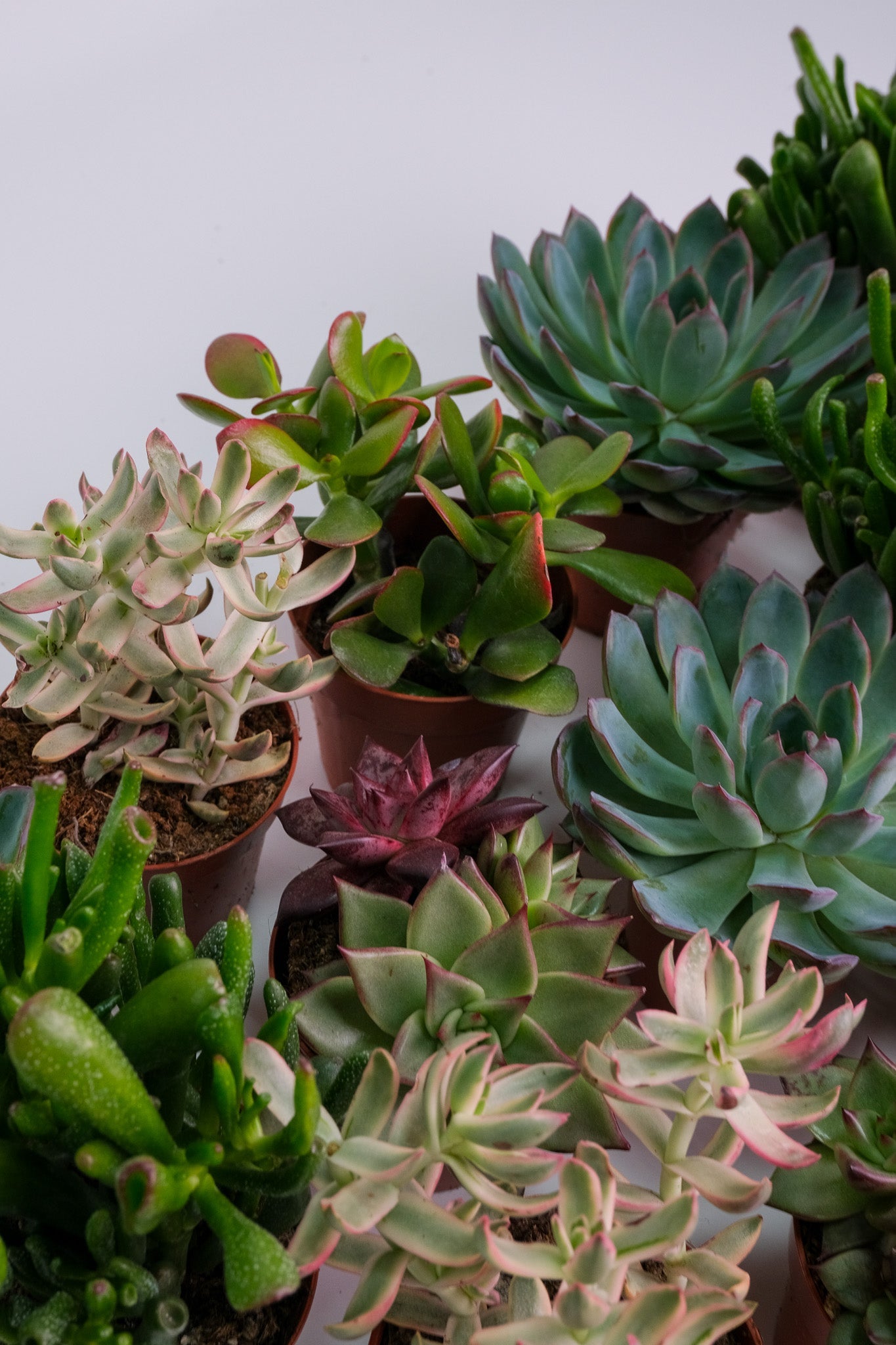 Suculent Mix - Image 16