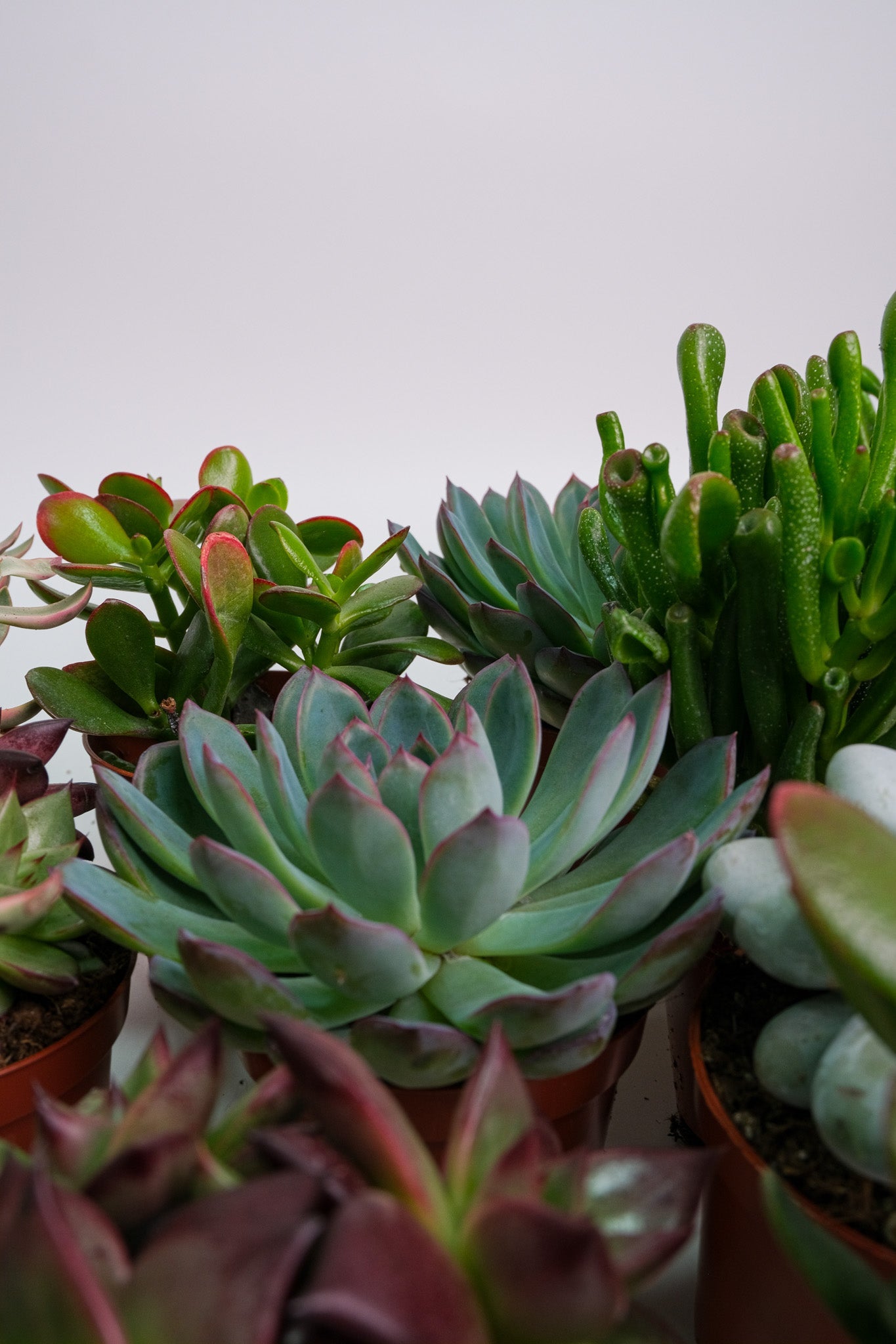 Suculent Mix - Image 17