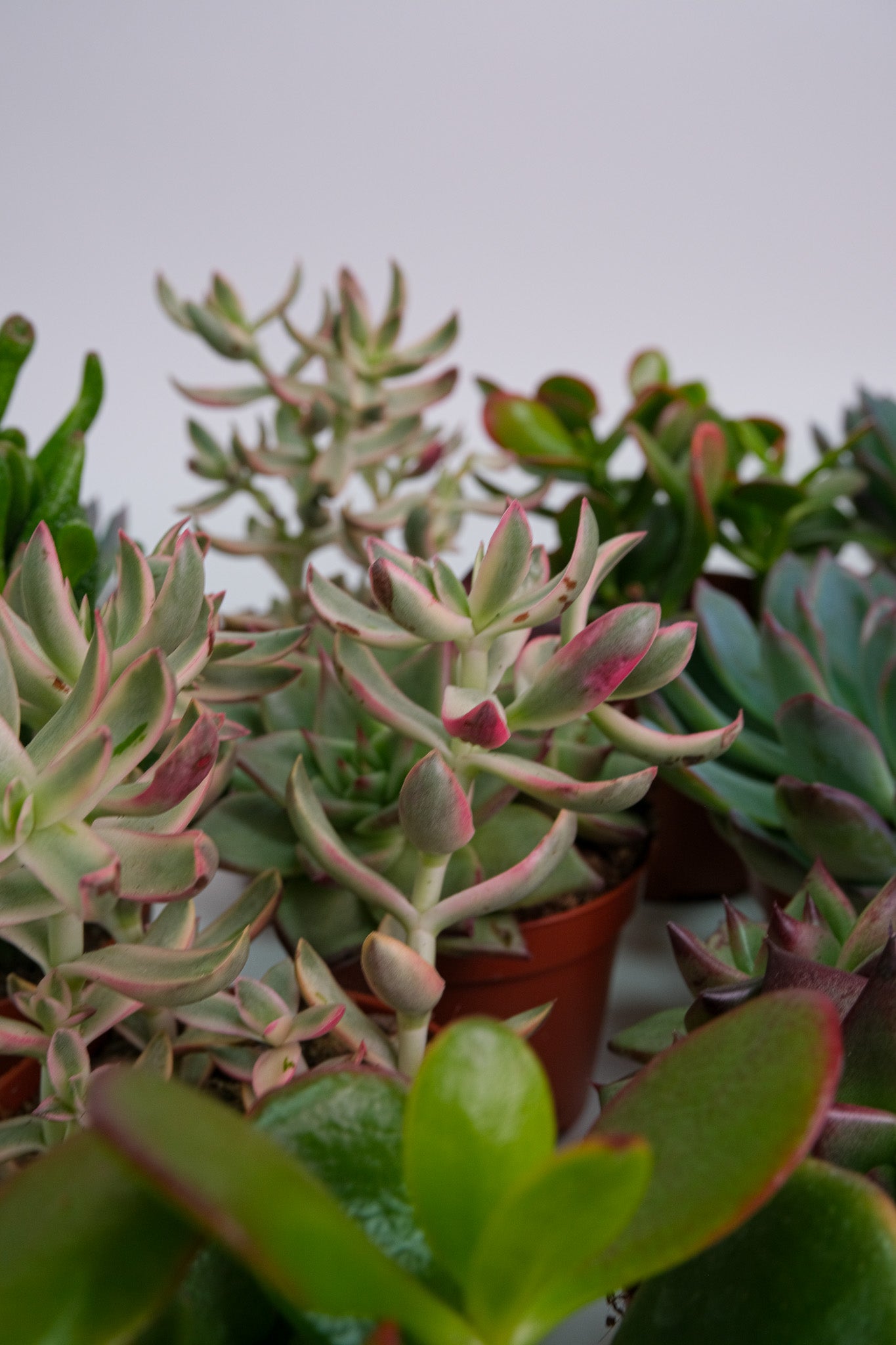 Suculent Mix - Image 18