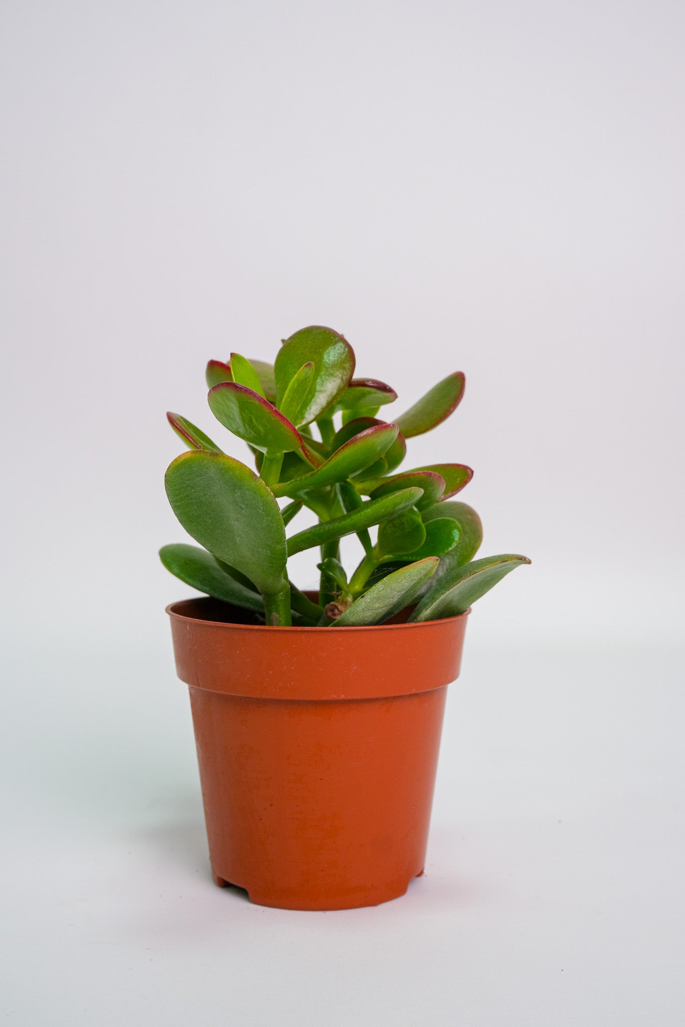 Suculent Mix - Image 19