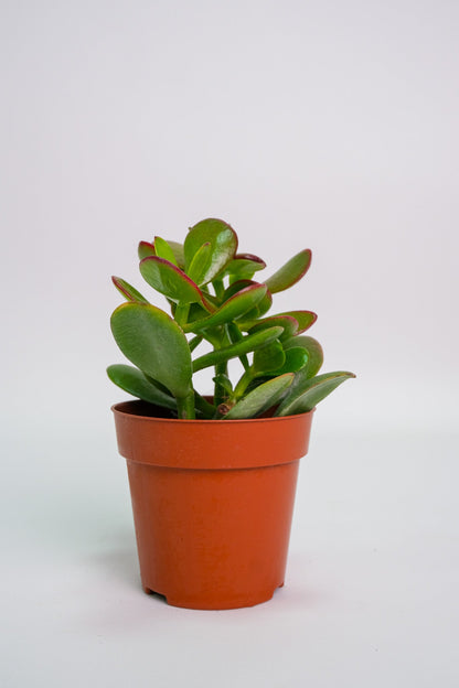 Suculent Mix - Image 19