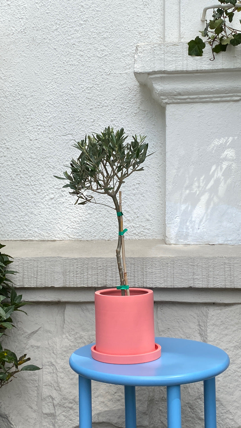 Maslin on Stem - Image 1