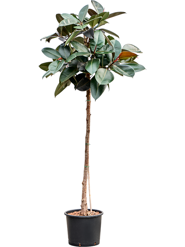 Ficus Elastica Burgundy