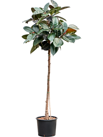 Ficus Elastica Burgundy