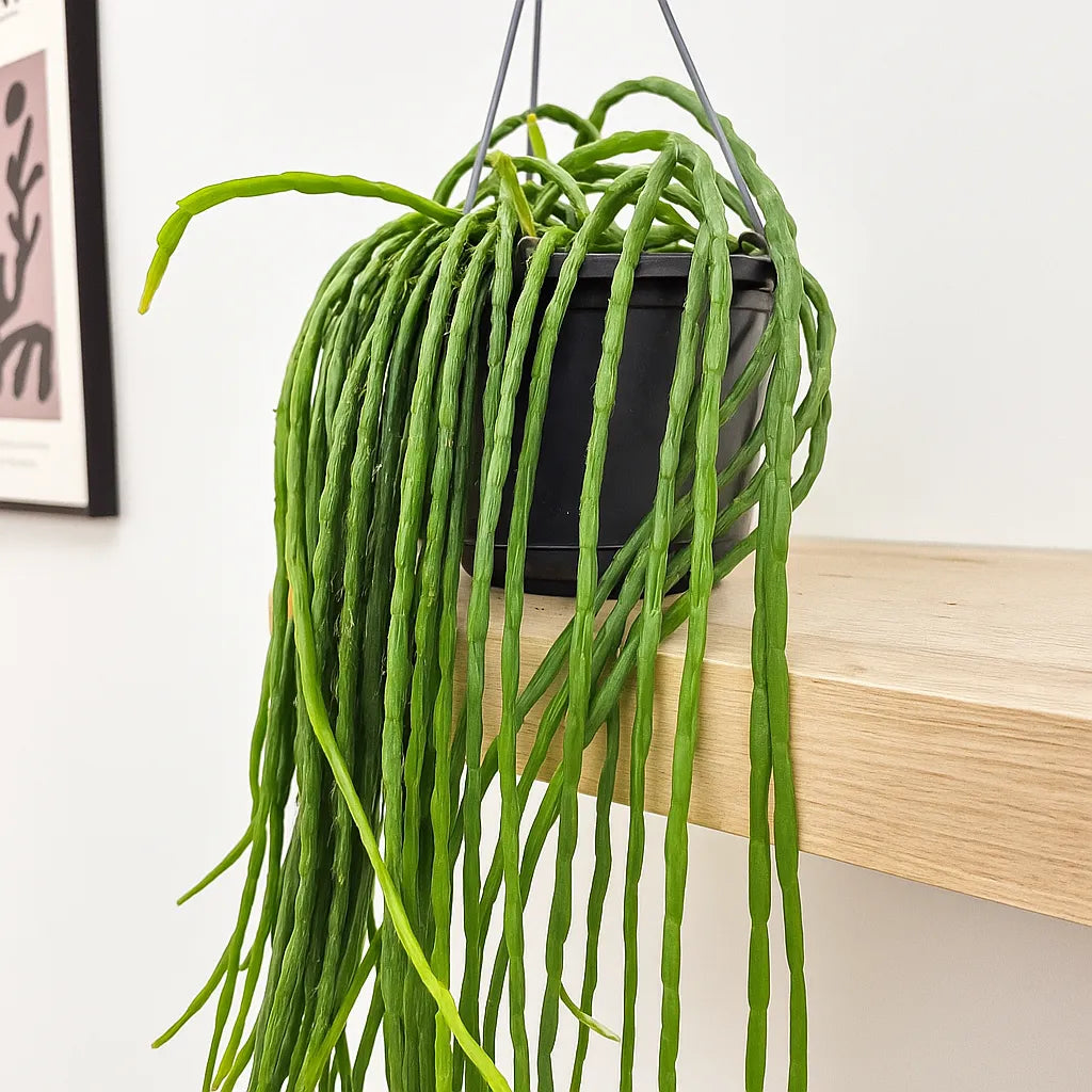 Rhipsalis paradoxa Minor