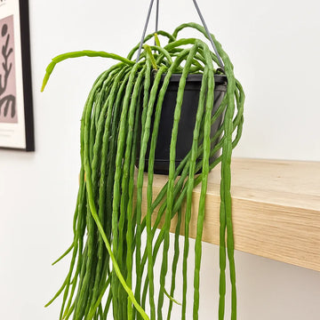 Rhipsalis paradoxa Minor