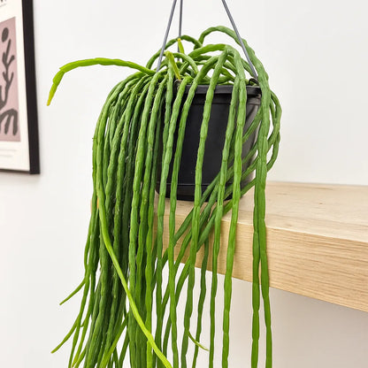 Rhipsalis paradoxa Minor