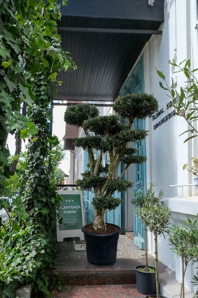 Maslin Bonsai