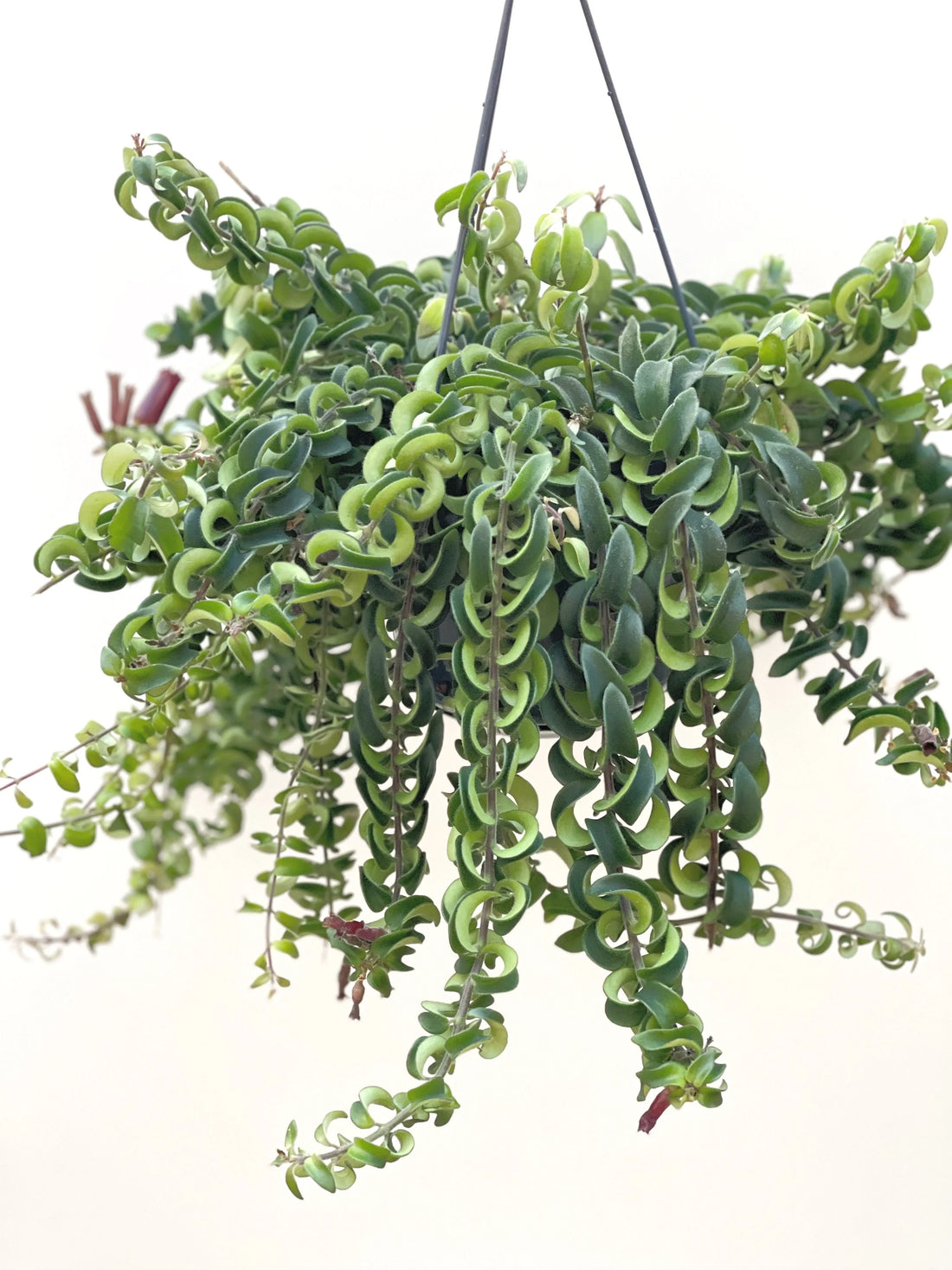 Aeschynanthus Lipstick