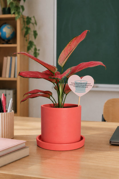 Aglaonema „Red Joy” + ghiveci Ursula 14 × 14 cm, roz