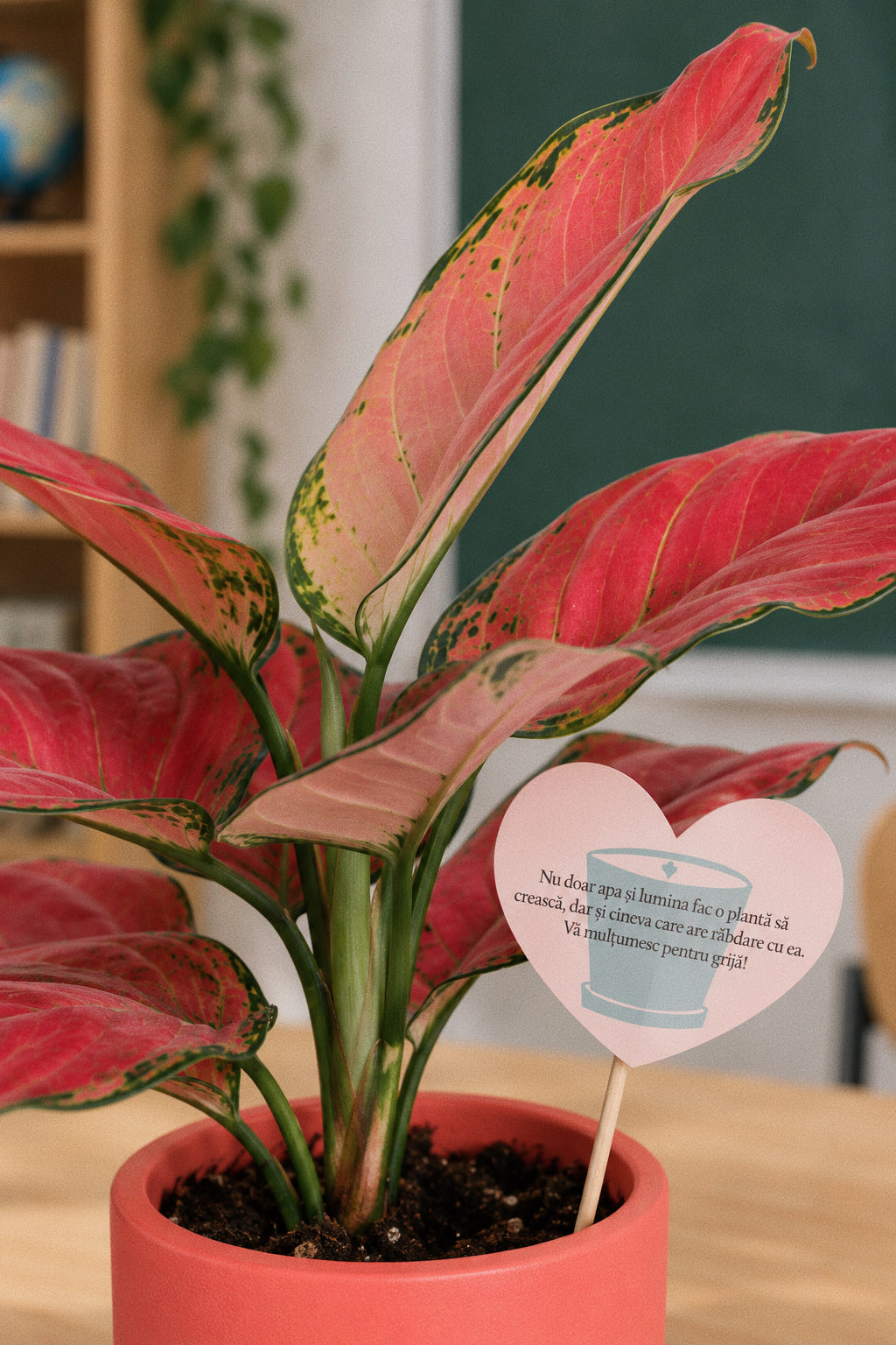 Aglaonema „Red Joy” + ghiveci Ursula 14 × 14 cm, roz