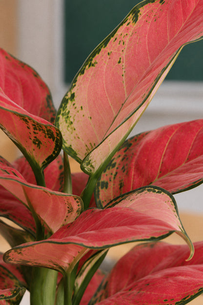 Aglaonema „Red Joy” + ghiveci Ursula 14 × 14 cm, roz